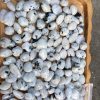 Tumbled Moonstone - đá Mặt Trăng dạng sỏi