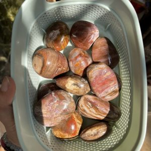 Palm Gỗ Hóa Thạch - Petrified Wood Palm
