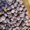 Lepidolite Tumbled - Đá Lepidolite dạng sỏi
