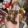 Thạch Anh Khói 2 đầu - Smoky Quartz double point