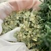 ĐÁ VỤN PREHNITE | ĐÁ VỤN PHONG THỦY