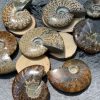 Ốc anh vũ hoá thạch | Snail Fossil