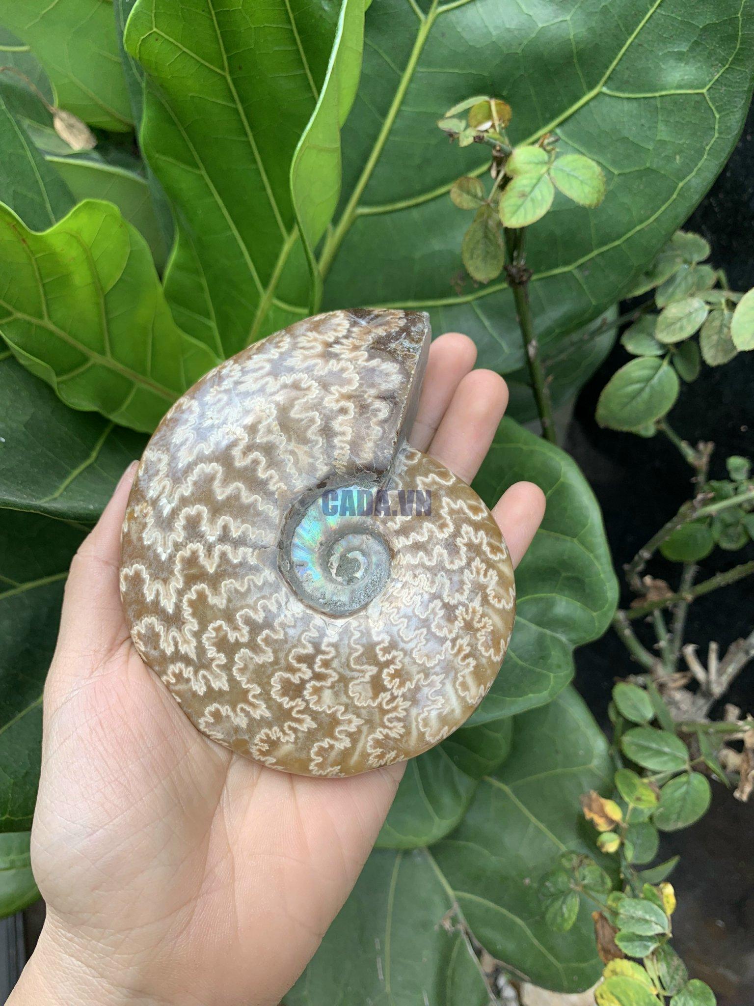 Ốc anh vũ hoá thạch | Snail Fossil