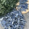 Que thô màu xanh Kyanite | Blue Kyanite| Đá trang trí, sưu tầm, healing | CADA DECOR