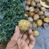 Mã não ren điên | Tumble crazy lace agate | Đá trang trí, sưu tầm, healing | CADA DECOR