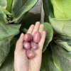 Đá Tường Vy | Tumble Rhodonite | Đá trang trí, sưu tầm, healing | CADA DECOR