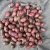 Đá Tường Vy | Tumble Rhodonite | Đá trang trí, sưu tầm, healing | CADA DECOR