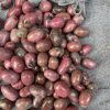 Đá Tường Vy | Tumble Rhodonite | Đá trang trí, sưu tầm, healing | CADA DECOR