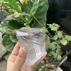 Freeform Thạch anh tóc | Black rutilated quartz | Đá trang trí, sưu tầm, healing | CADA DECOR