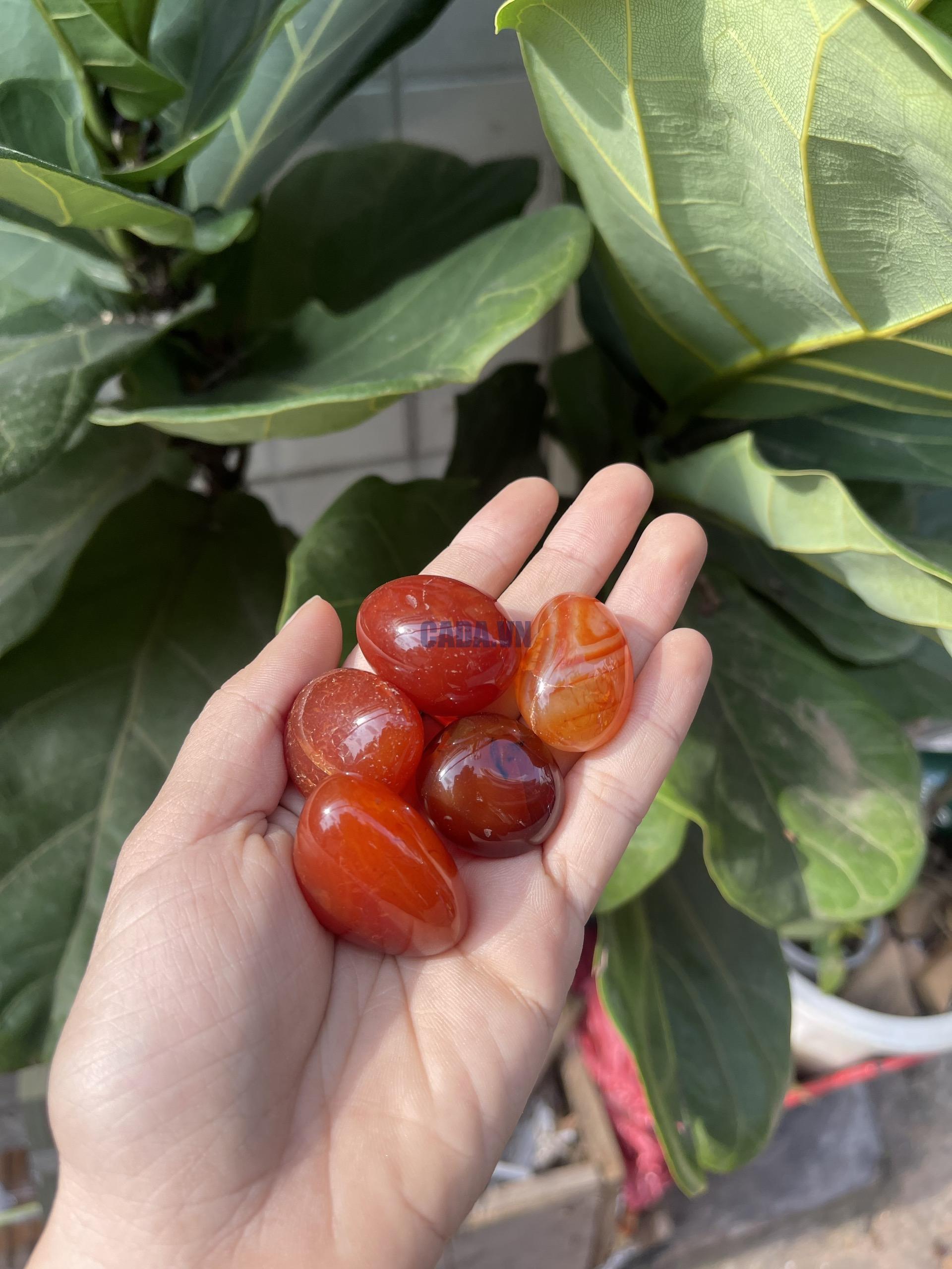 Tumble Carnelian| Đá trang trí, sưu tầm, healing | CADA DECOR