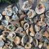 Hốc Mã Não | Agate geode size mini | Đá trang trí, sưu tầm, healing | CADA DECOR