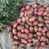 Đá Tường Vy | Tumble Rhodonite | Đá trang trí, sưu tầm, healing | CADA DECOR