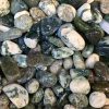 Tumble Moss Agate | Đá trang trí, sưu tầm, healing | CADA DECOR
