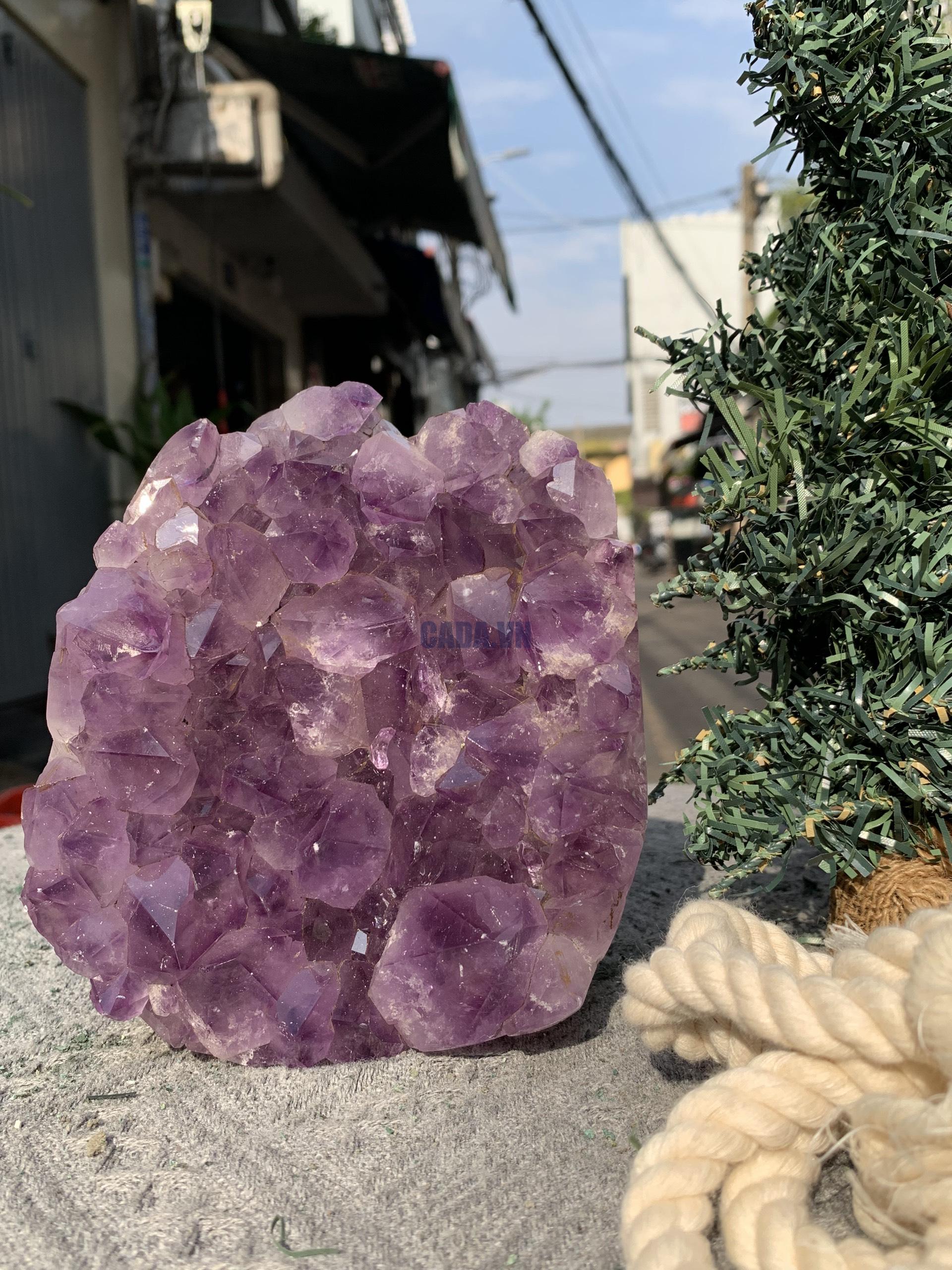 VỈ MẦM THẠCH ANH TÍM (VM31) | CADA DECOR