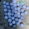 Bi cầu Blue Lace Agate | Đá trang trí, sưu tầm, healing | CADA DECOR