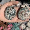 Russian Flower Agate Palm | Đá trang trí, sưu tầm, healing | CADA DECOR