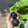 Bi cầu Obsidian | Đá trang trí, sưu tầm, healing | CADA DECOR
