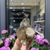 Pineapple Citrine (PC08), KL: 282GRAM – KT: 6*7CM | CADA DECOR